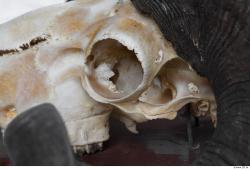 Photo Textures of Mouflon Skull 